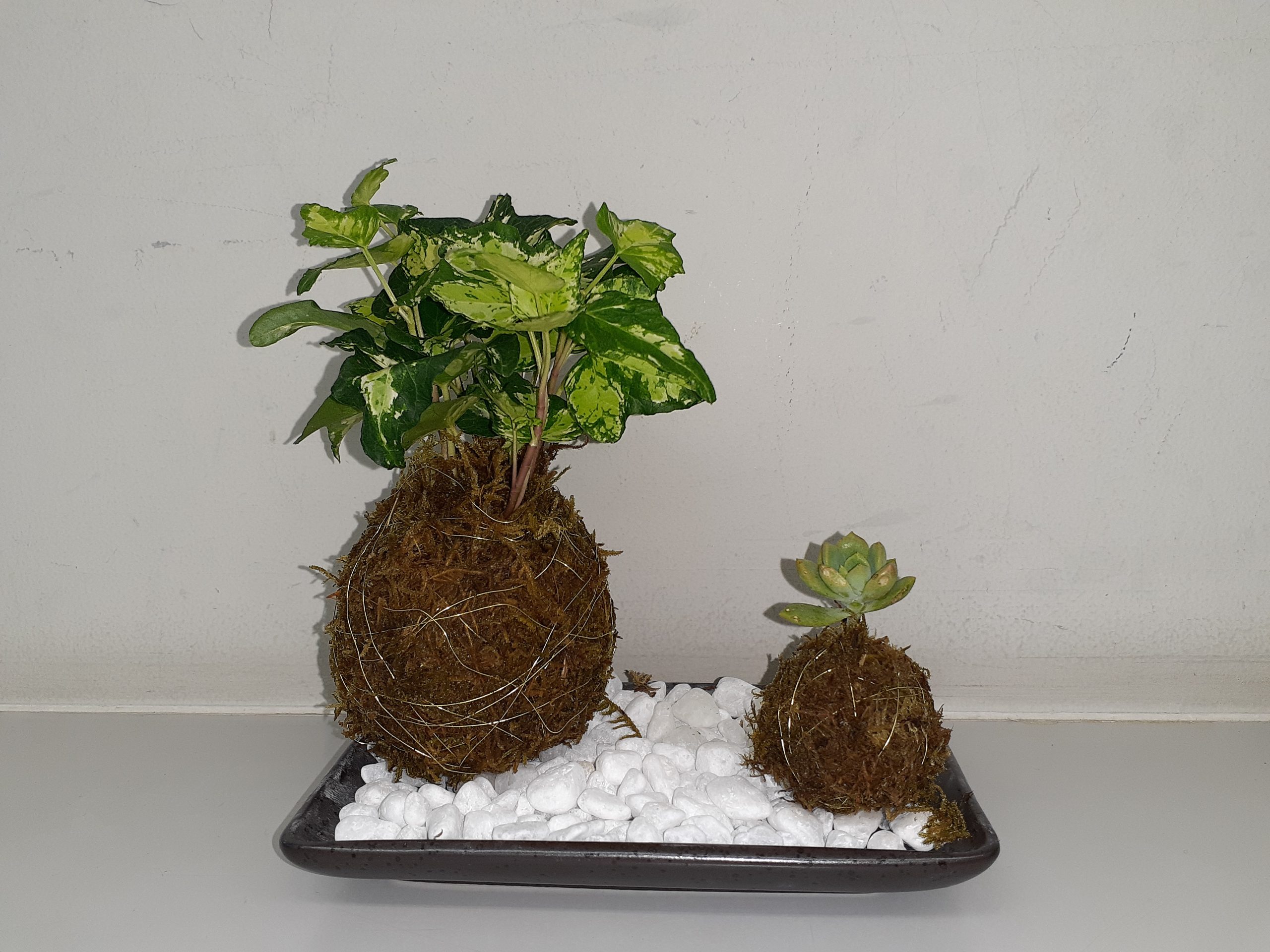 アルテベル(堺市立美原文化会館)文化講座受講生募集 「かわいい!長もち!苔玉づくり」